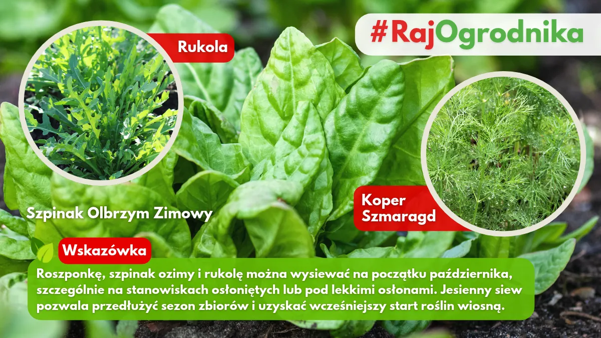 Jakie warzywa siać w ogrodzie w październiku blog sklep rajogrodnika